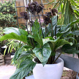 Bat Orchird Tacca Chantrieri Houseplant, Black Bat Flower Live Plant, Indoor Outdoor 5-9 Inches Tall