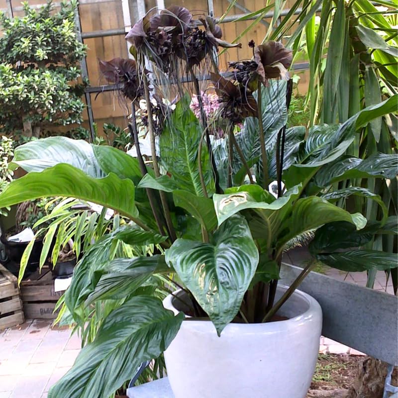 Bat Orchird Tacca Chantrieri Houseplant, Black Bat Flower Live Plant, Indoor Outdoor 5-9 Inches Tall