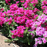 4 Pink Verbena Plants Live, 5-9" Tall Hardy Perennial Flower Plants, Well-Rooted for Outdoor Planting