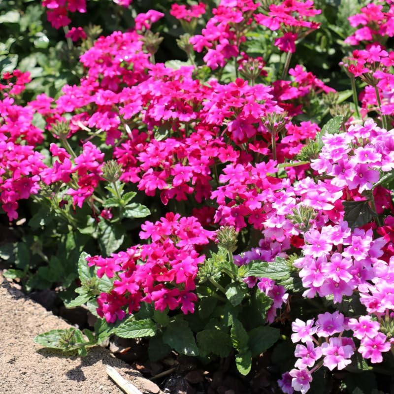 4 Pink Verbena Plants Live, 5-9" Tall Hardy Perennial Flower Plants, Well-Rooted for Outdoor Planting