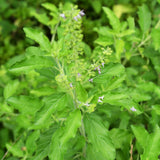 Pack 3 Holy Basil Plants, Live Basil Plant, 3-5 Inch Tall Live Herb Plant for Indoors Outdoors, Perennial, Fragrant
