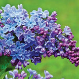 Double Lavender-Blue Lilac Bush Live Tree Plant, 1 Year Old Tree for Planting, 6 to 12 Inches in Tall, Hardy Shrub, Dormant in Winter