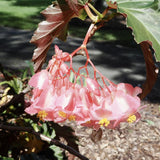 Angel Wing Begonia Live Plant, Polka Dot Begonia Maculata Plants, 4-7" Starter Indoor Outdoor Houseplant Décor, Air-Purifying and Easy Care, Vibrant Pink Flowering Begonia