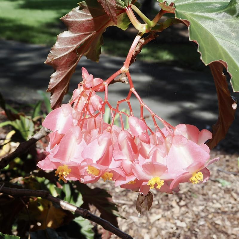 Angel Wing Begonia Live Plant, Polka Dot Begonia Maculata Plants, 4-7" Starter Indoor Outdoor Houseplant Décor, Air-Purifying and Easy Care, Vibrant Pink Flowering Begonia