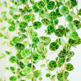 String of Turtles Live Plants, Easy Indoor Trailing Succulent in 2.5" Pot, Hanging Succulent Houseplant Indoor Outdoor Planting