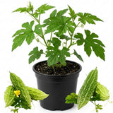 Bitter Melon Plant, 4-8 Inch Tall Plant in 4 Inch Pot - Green Bitter Gourd Vegetable Vine Plant for Outdoor Garden Trellis