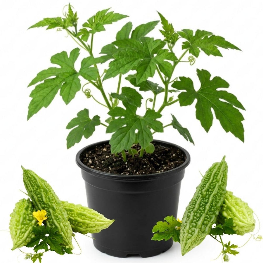 Bitter Melon Plant, 4-8 Inch Tall Plant in 4 Inch Pot - Green Bitter Gourd Vegetable Vine Plant for Outdoor Garden Trellis