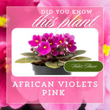 African Violets Live Plants, African Violet Plant Live in 4 Inches Pot, Violets Flowers Houseplant, 4-7 Inches Tall for Home Office Decor (Pink)