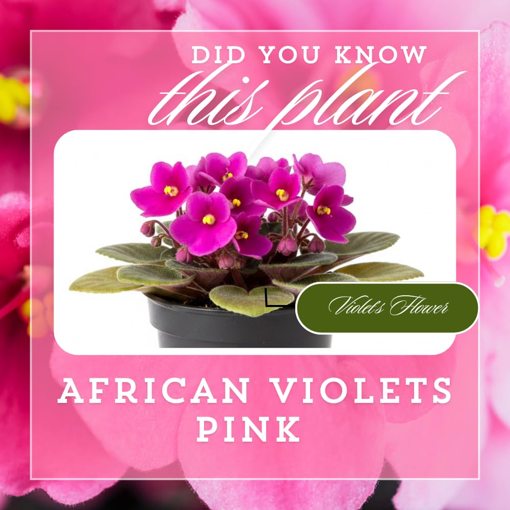 African Violets Live Plants, African Violet Plant Live in 4 Inches Pot, Violets Flowers Houseplant, 4-7 Inches Tall for Home Office Decor (Pink)