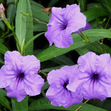 Pack 2 Mexican Petunia Live Plants, Perennial Petunia Vibrant Flowers, Outdoor Garden Growing 4-9 Inches