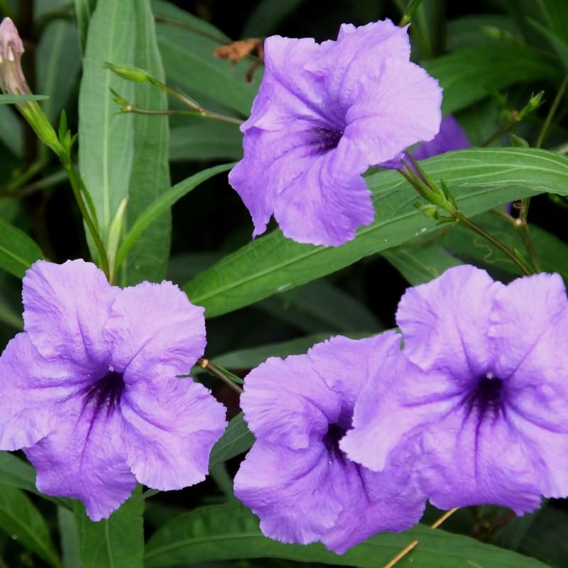 Pack 2 Mexican Petunia Live Plants, Perennial Petunia Vibrant Flowers, Outdoor Garden Growing 4-9 Inches