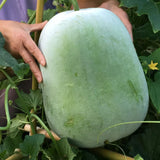 60 Wax Gourd Winter Melon Round Seeds, Wax Gourd Seed, Vegetable Seeds for Outdoor Garden
