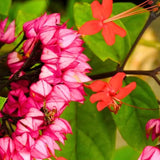 2 Red Purple Bleeding Heart Vine 5 to 9 Inch Tall, Clerodendrum Bleeding Heart Plants Live Well Rooted, Ornamental Flowers