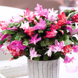 2 Christmas Cactus Plants Live, Holiday Blooming Indoor Plants Live Houseplants, Hanging Baskets Easy Care, Well-Rooted 5-8" Tall, No Pot, Bareroots, Single Stems (Purple Christmas Cactus)