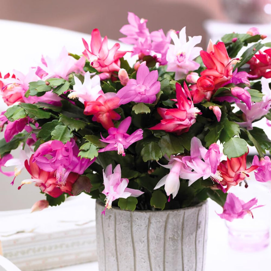 2 Christmas Cactus Plants Live, Holiday Blooming Indoor Plants Live Houseplants, Hanging Baskets Easy Care, Well-Rooted 5-8" Tall, No Pot, Bareroots, Single Stems (Purple Christmas Cactus)