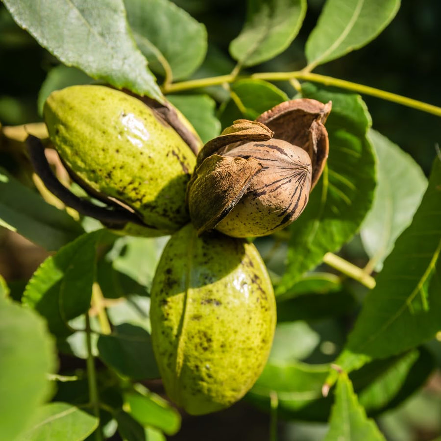 Live Pecan Tree for Planting, Hardy Pecan Seedlings, 8-10 Inches Tall, Ready to Plant Outdoor Garden
