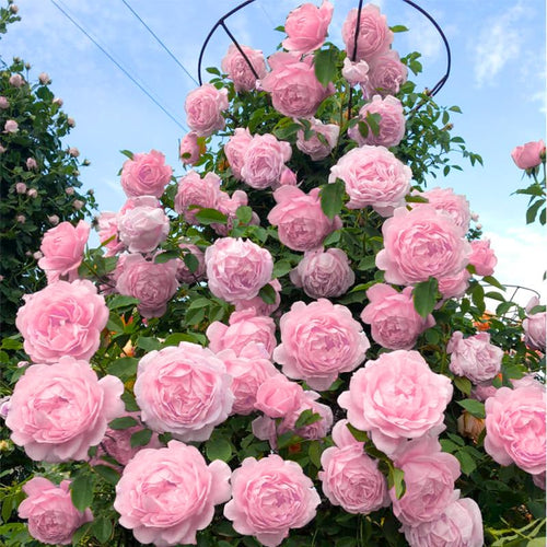 Light Pink Climbing Roses Live Plants 7 Months Old, Rose Bushes Ready to Plant 5-9" Tall, Very Fragrant, Can Grow As Climber or Bush Tree or Trellises, Walls, Fences