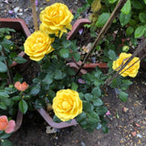 Yellow Miniature Rose Plant Live, Vibrant Flowering Rose Bush for Growing Indoor Outdoors, Starter Roses in 3'' Pot