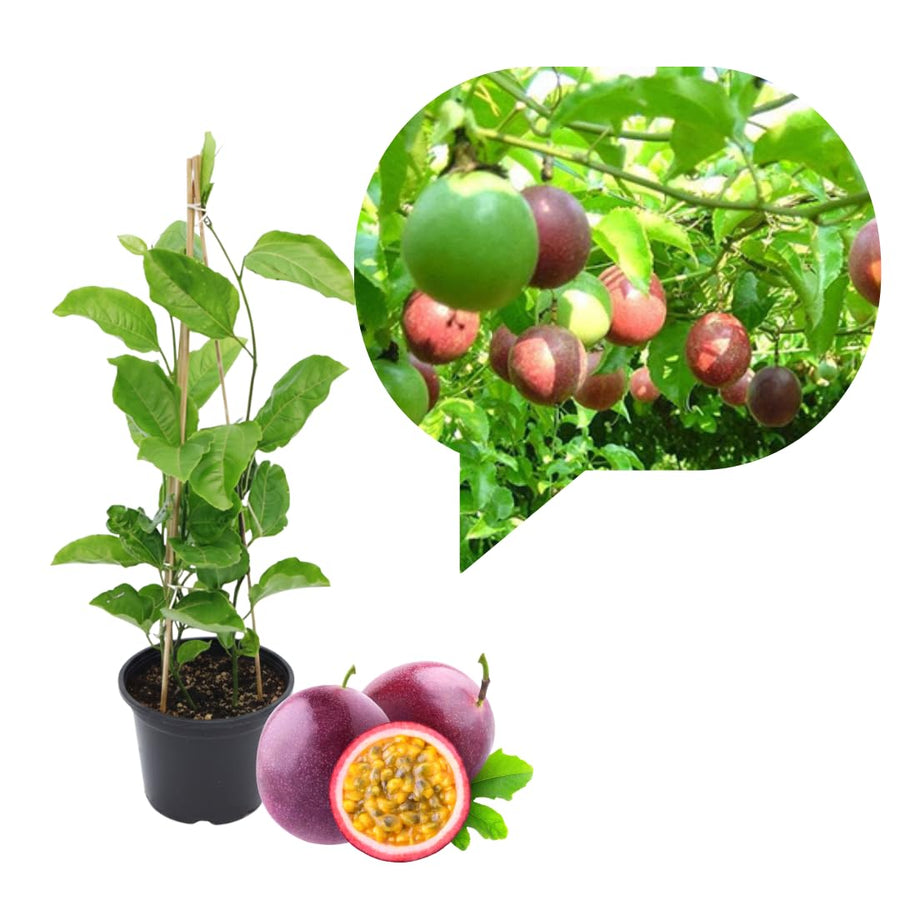 Live Purple Passionfruit Plant, Passion Fruit Vine, 2–3 Feet Tall, Ready for Planting