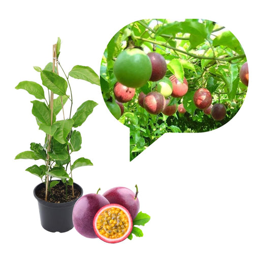Live Purple Passionfruit Plant, Passion Fruit Vine, 2–3 Feet Tall, Ready for Planting