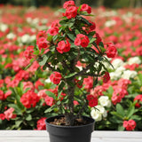 Red Crown of Thorns Plant, Euphorbia Milii Live Plant, 4 Inch Pot, Live Flowering Succulent Houseplant, Indoor or Outdoor Plants