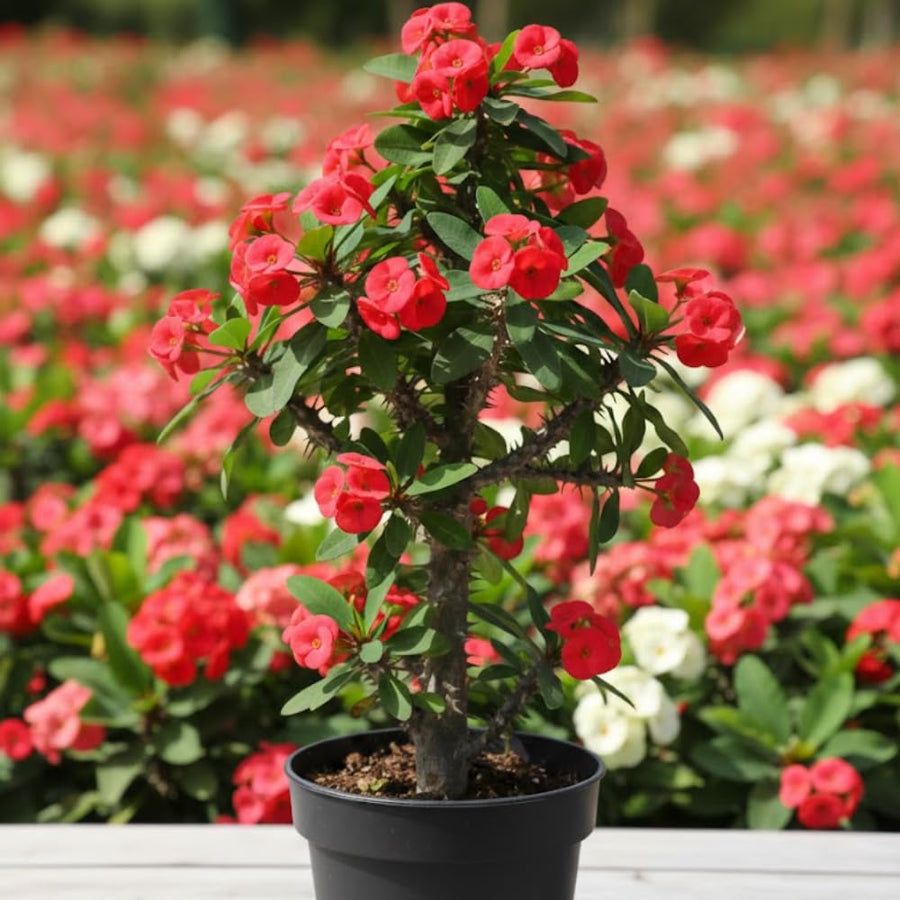 Red Crown of Thorns Plant, Euphorbia Milii Live Plant, 4 Inch Pot, Live Flowering Succulent Houseplant, Indoor or Outdoor Plants