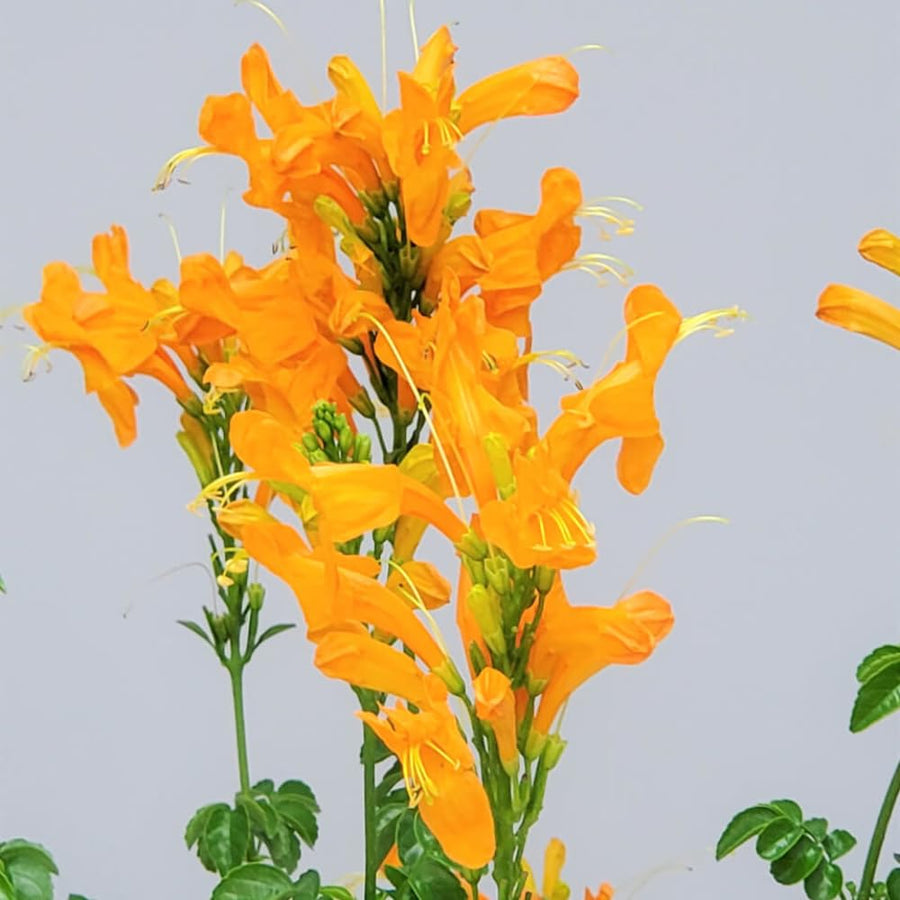 Yellow Honeysuckle Plant, Live Honeysucke Vine, 5-10 Inc Tall, Yellow Honeysuckle for Planting, Climbing Honeysuckle Bush Shrubs, Fragrant, No Pot