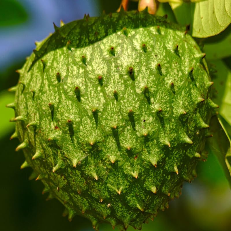 1 Pot Soursop Tree, Annona Muricata Soursop Plant Live for Planting, 6-10 Inch Height, Tropical Soursop Fruit Tree, Half Gallon Pot, Well-Rooted