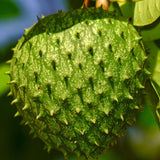 Pack 2 Guanabana Soursop Tree Live, 6-10" Tall, Sweet Soursop Plant Live for Planting, in Pot, Tropical Soursop Fruit Tree, Well-Rooted