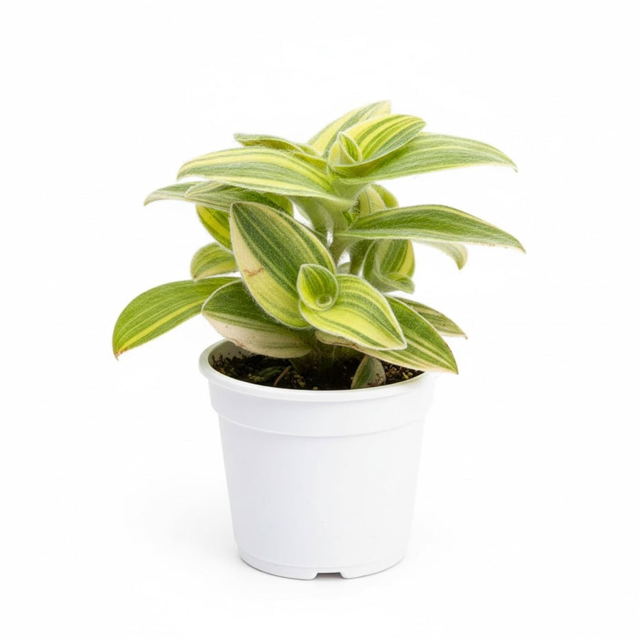 Velvet Tradescantia Plant 3.5'' Pot, Fuzzy Foliage Wandering Jew Houseplant, Easy Care Indoor Trailing Plant