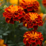 Orange Red Marigold Plants Live, 3 Starter Plant, Live Marigold Flower Plants Indoor or Outdoors Growing Planting Gardening