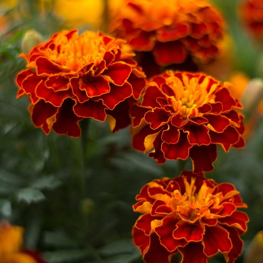 Orange Red Marigold Plants Live, 3 Starter Plant, Live Marigold Flower Plants Indoor or Outdoors Growing Planting Gardening
