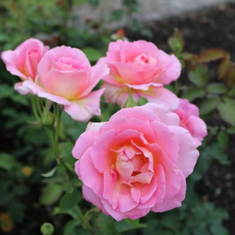 Rose Bush Live Plant - Climbing Rose Plant Live Shrub - Bareroot with Soil 7-10 Inch Tall - Fragrant Rose Flowers Heirloom Rose Shrub (Pink Yellow Rose)