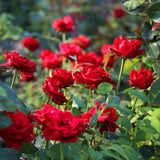Red Mini Rose Plant Live, Miniature Rose Bush in 3" Pot, Indoor Outdoor Flowering Plant, Compact Live Rose for Gifts and Gardens