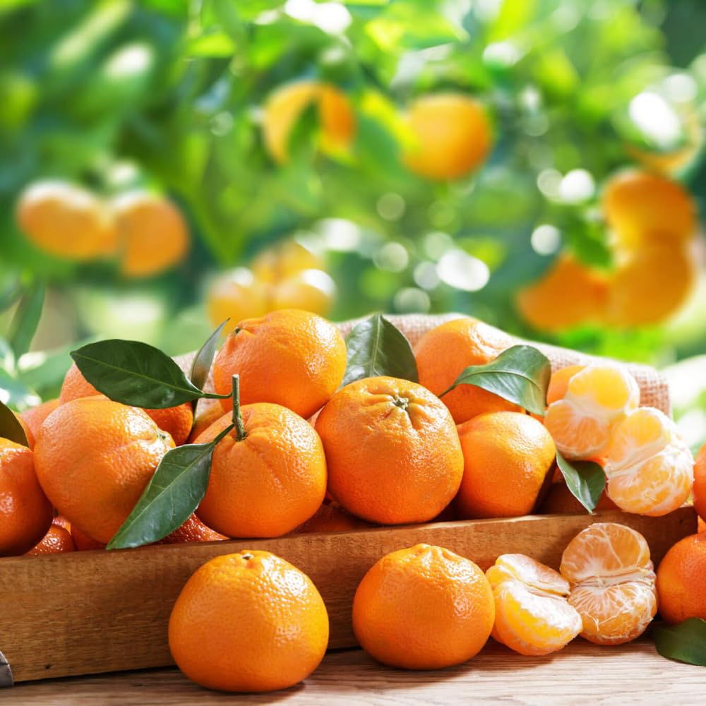 Grafted Tangerine Tree Live, Sweet Citrus Fruit Tree 3 Feet Tall for Home Garden and Orchard, Orange Tree