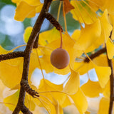 Yellow Ginkgo Tree Live Plant, Ginkgo Tree, 4–6 Inches Tall in Pot, Cold Hardy, Well-Rooted, Ready to Grow for Garden Planting