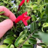 Lipstick Plants Live Houseplants, Curly Lipstick Plant in 3 Inch Pot, Rare Twisted Aeschynanthus Houseplant Indoor Outdoor Garden, Perennial Tropical Vine Plant