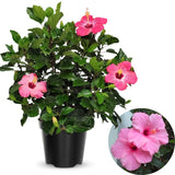 Pink Hibiscus Plant Live, Hardy Hibiscus Flowers Colorful Blooms for Outdoor Landscapes, 8-10 Inch Height, Hibiscus Shrubs, No Pot, Well-Rooted