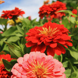 500 Mix Zinnia Seeds for Planting, Zinnia Flower Seeds Garden