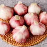 1 LB Jumbo Size Red Chesnok Garlic for Planting in Spring, Softneck Hardneck Garlic Bulbs for Planting, Fresh and High Yield, Cold Hardy, Fast-Growing, 5-6 Bulbs Garlic