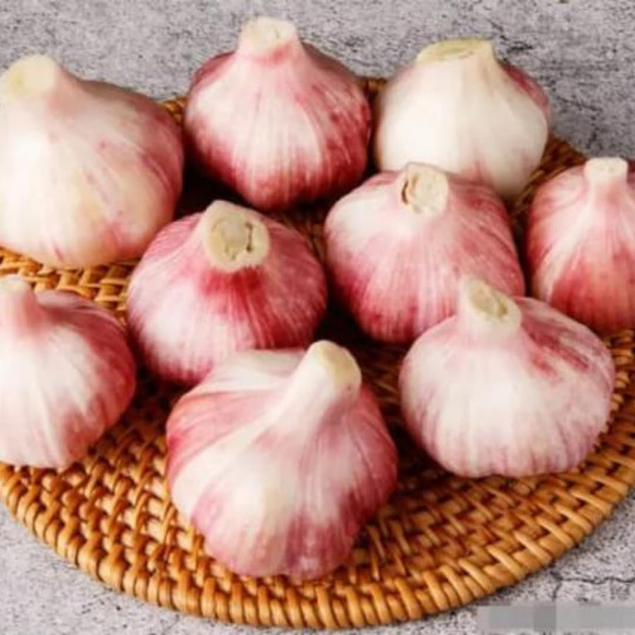 1 LB Jumbo Size Red Chesnok Garlic for Planting in Spring, Softneck Hardneck Garlic Bulbs for Planting, Fresh and High Yield, Cold Hardy, Fast-Growing, 5-6 Bulbs Garlic
