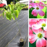 3 Pink Dogwood Trees Live Plants, 1 Year Old Dogwood Trees Bushes for Planting Outside, 6"-12" Tall in 2.5" Pot, Flower Shrubs Dormant in Winter