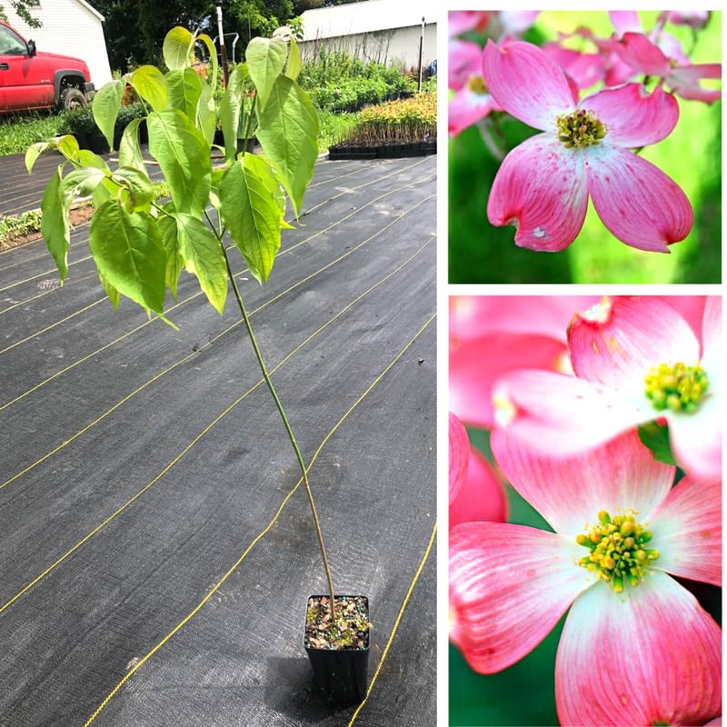 3 Pink Dogwood Trees Live Plants, 1 Year Old Dogwood Trees Bushes for Planting Outside, 6"-12" Tall in 2.5" Pot, Flower Shrubs Dormant in Winter