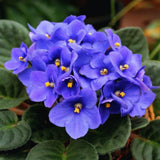 African Violets Live Plants, African Violet Plant Live in 4 Inches Pot, Violets Flowers Houseplant, 4-7 Inches Tall for Home Office Decor (Blue)