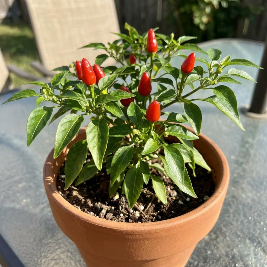 Set 200 Pequin Chili Pepper Seeds, Hot Pepper Seeds for Planting, Heirloom Pequin Peppers Plant for Indoor Outdoor Planting