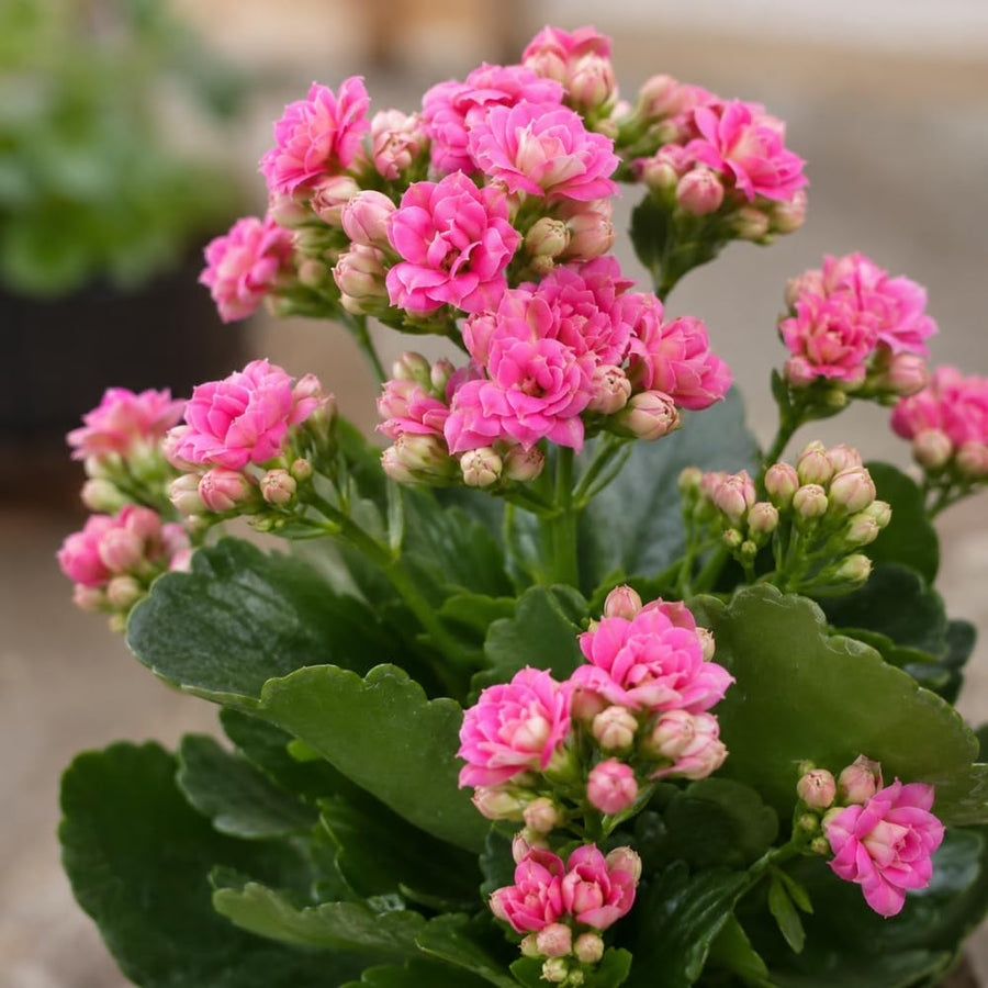 Double Pink Kalanchoe Succulent Live Plant, 4-7 Inches Tall in Pot, Colorful Flowering Houseplant, Vibrant Pink Double Blooms for Growing