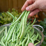 2PPP Green Bean Plant Live for Planting, Bean Bush Starter Plant, 4-6'' Tall in 4 Inches Pot, Edible Vegetable Plant for Outdoor Growing