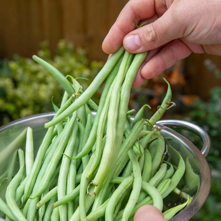 2PPP Green Bean Plant Live for Planting, Bean Bush Starter Plant, 4-6'' Tall in 4 Inches Pot, Edible Vegetable Plant for Outdoor Growing