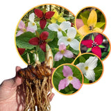 30 Mix Trillium Bulbs, Large Trillium Bulbs for Planting, Flower Bulb Gardening