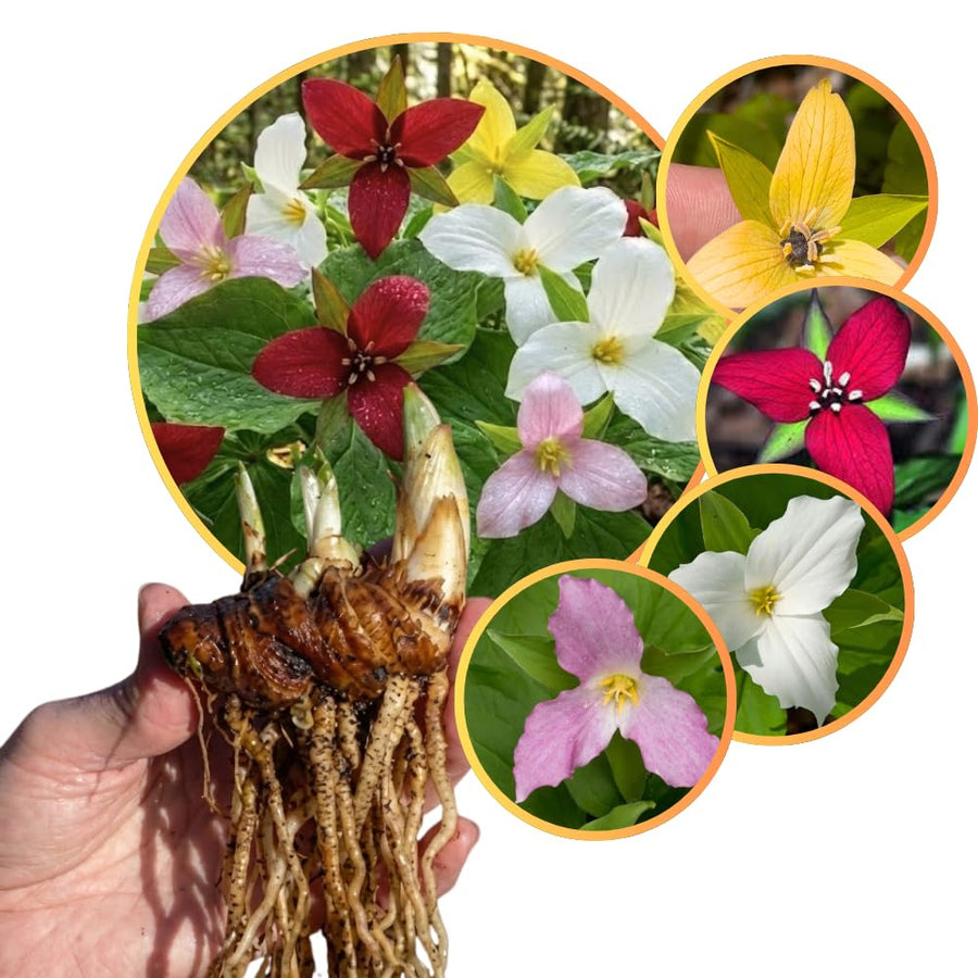 30 Mix Trillium Bulbs, Large Trillium Bulbs for Planting, Flower Bulb Gardening
